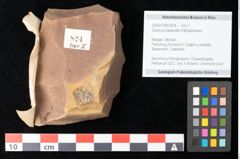 Foto (Objekt + Etikett) von Quercus palaeoilex Ettingshausen (NHMW-GEO-2024-0188-0824)